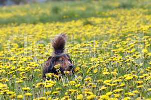 dachshund on the dandelions meadow