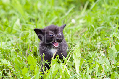 temper - small kitten in the grass