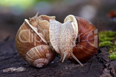 snails like a wrestlers