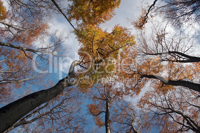 autumn trees