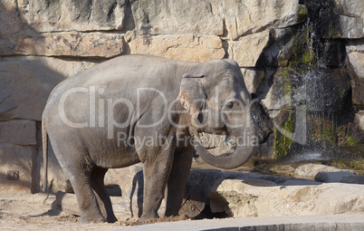 cooling - asiatic elephant