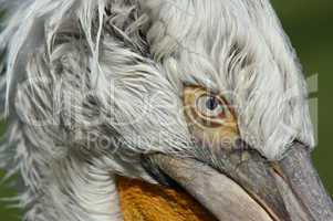 Dalmatian pelican