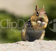 Wild Chipmonk Eats Dried Fruit