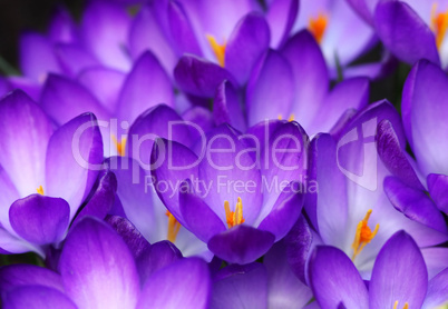 spring crocus