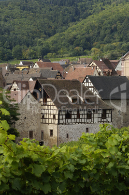 France, vineyard of Riquewihr in Alsace