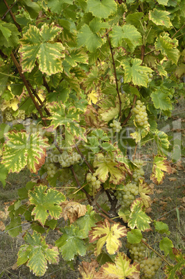 France, vineyard of Riquewihr in Alsace