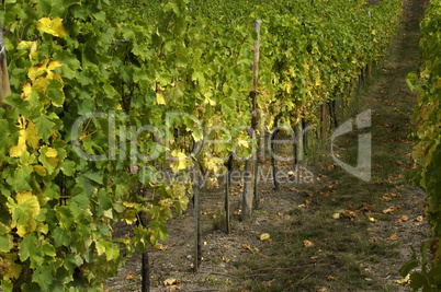 France, vineyard of Riquewihr in Alsace