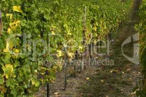 France, vineyard of Riquewihr in Alsace