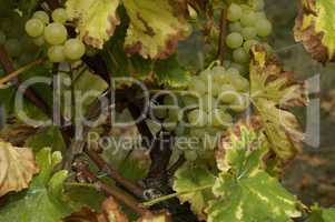 France, vineyard of Riquewihr in Alsace