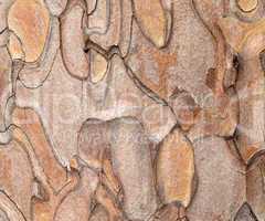 Wooden texture. Macro pine tree.
