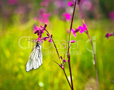 Butterfly and pink flowers