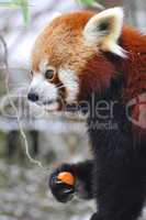 Kleiner Panda, Red Panda