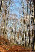 Wald im November