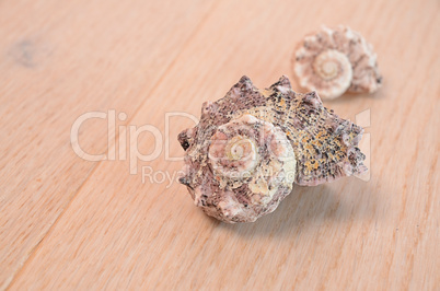 Shells on a wooden background