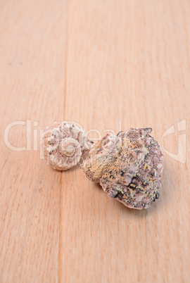 Shells on a wooden background