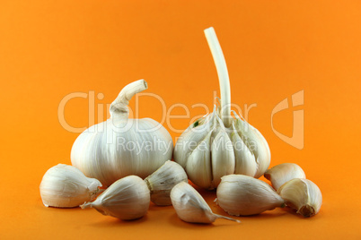 Garlic