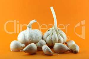 Garlic