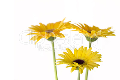 Gerberas