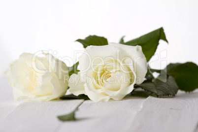 weiße  rosen