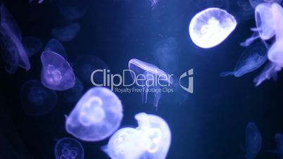 Group of fluorescent Jellyfish