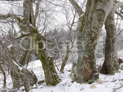 Alte Buchen im Schnee