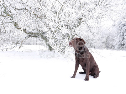 Brauner Labrador