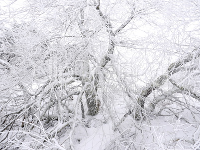 Raureif auf einem Baum