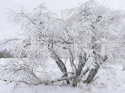 Raureif auf Baum