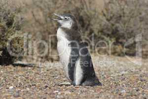 Magellanic Penguin, Punta Tombo, Argentina