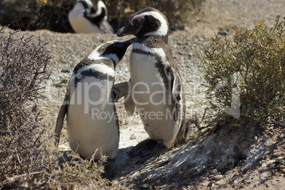 Magellanic Penguin, Punta Tombo, Argentina