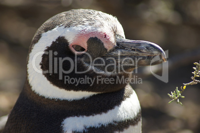Magellanic Penguin, Punta Tombo, Argentina
