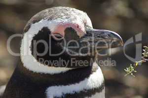 Magellanic Penguin, Punta Tombo, Argentina