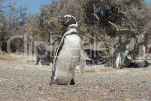 Magellanic Penguin, Punta Tombo, Argentina