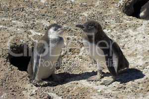 Magellanic Penguin, Punta Tombo, Argentina