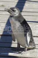 Magellanic Penguin, Punta Tombo, Argentina