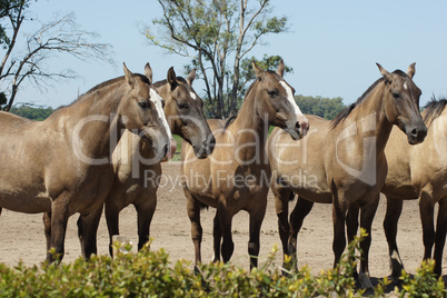 Argentinian Horses, Pampa, Argentina