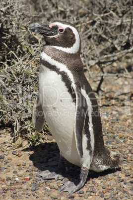 Magellanic Penguin, Punta Tombo, Argentina