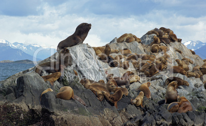 Sea Lions colony, Beagle Channel, Argentina