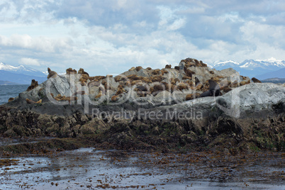 Sea Lions colony, Beagle Channel, Argentina