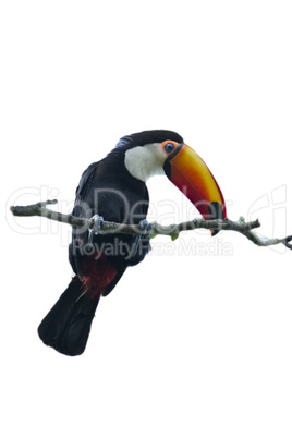 Toucan on a Branch isolated on white Background