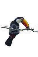 Toucan on a Branch isolated on white Background