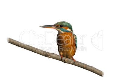 Female Kingfisher isolated on white Background