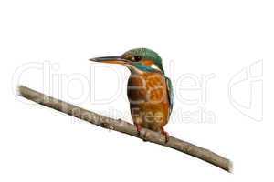 Female Kingfisher isolated on white Background