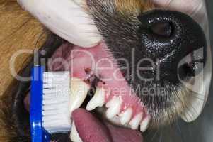 Hundegebiss Zahnpflege