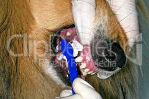 Hundegebiss Zahnpflege