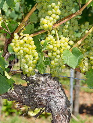 Weintrauben - Vine Grapes