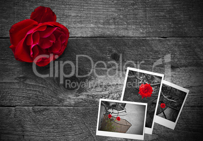 Red rose on a rustic wooden background