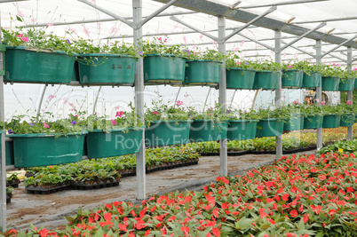 flowers which are growing in a greenhouse in France