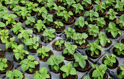 flowers which are growing in a greenhouse in France