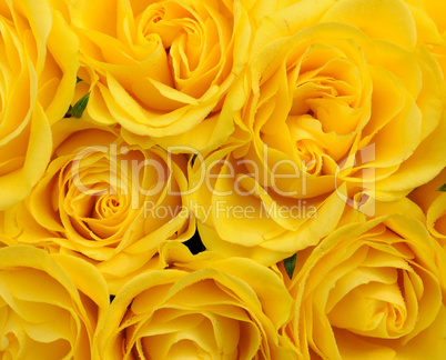 close up of yellow roses on the market